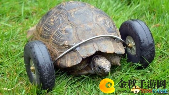 百岁老龟冬眠遭鼠咬，轮胎助力行走速度翻番